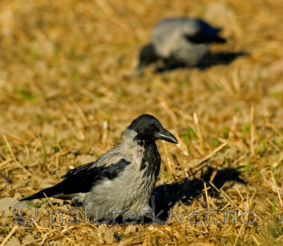 BB 05 0327 / Corvus cornix / Kråke